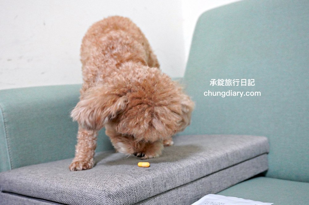 【2024最新】8大鱉蛋爆毛粉推薦，狗掉毛、禿毛保健品怎麼吃？狗狗毛髮保養實測！