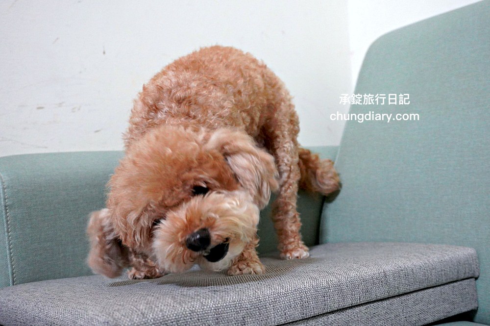 【2024最新】8大鱉蛋爆毛粉推薦，狗掉毛、禿毛保健品怎麼吃？狗狗毛髮保養實測！