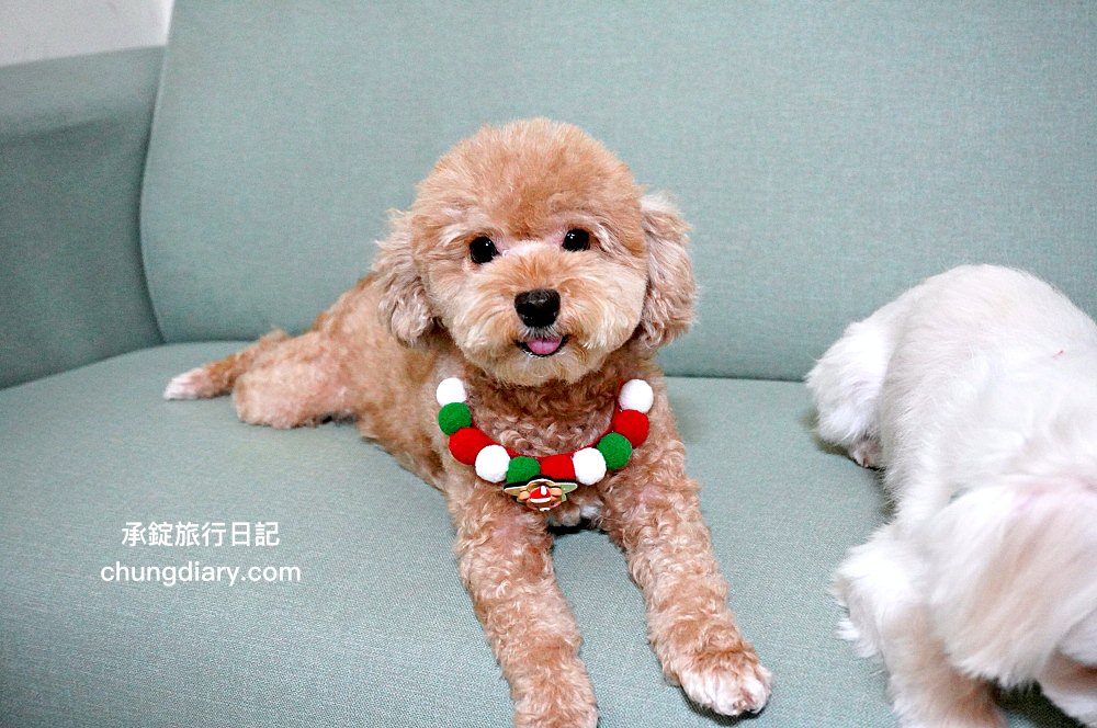 宏瑋寵物|汪汪零食、寵物潔牙指套、犬貓潔牙噴霧、犬用潔毛精、一次性寵物浴巾,全台唯一醫材專業寵物品牌。 - 第38張圖 宏瑋寵物|汪汪零食、寵物潔牙指套、犬貓潔牙噴霧、犬用潔毛精、一次性寵物浴巾,全台唯一醫材專業寵物品牌。