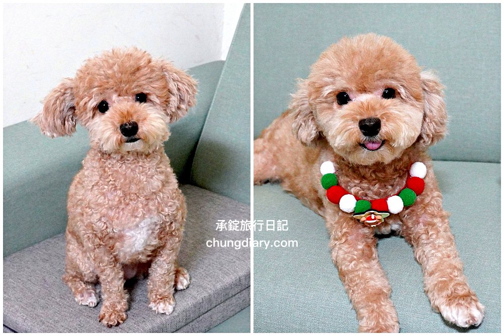 【2024最新】8大鱉蛋爆毛粉推薦，狗掉毛、禿毛保健品怎麼吃？狗狗毛髮保養實測！