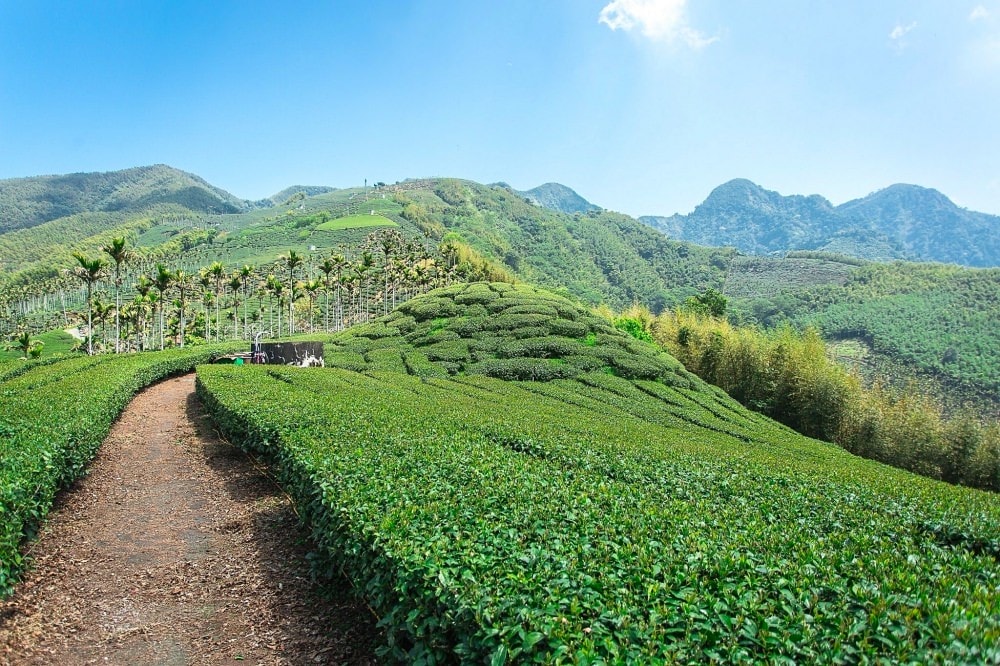 嘉義兩天一夜行程規劃|阿里山烏龍茶、台灣高山茶、梅山竹崎瑞里景點推薦!三癸亭製茶、出水坑步道、出水製茶所、雲潭瀑布、雲潭舖子&有人伴伴coffee、茶壺餐廳。 - 第19張圖 嘉義兩天一夜行程規劃|阿里山烏龍茶、台灣高山茶、梅山竹崎瑞里景點推薦!三癸亭製茶、出水坑步道、出水製茶所、雲潭瀑布、雲潭舖子&有人伴伴coffee、茶壺餐廳。
