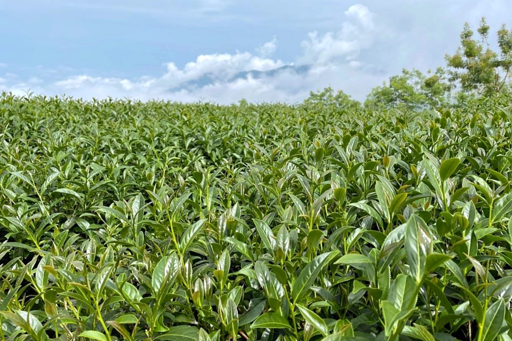 嘉義兩天一夜行程規劃|阿里山烏龍茶、台灣高山茶、梅山竹崎瑞里景點推薦!三癸亭製茶、出水坑步道、出水製茶所、雲潭瀑布、雲潭舖子&有人伴伴coffee、茶壺餐廳。 - 第23張圖 嘉義兩天一夜行程規劃|阿里山烏龍茶、台灣高山茶、梅山竹崎瑞里景點推薦!三癸亭製茶、出水坑步道、出水製茶所、雲潭瀑布、雲潭舖子&有人伴伴coffee、茶壺餐廳。