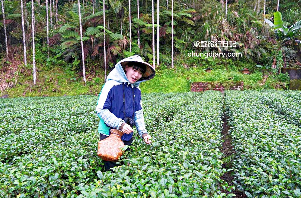 包種茶的故鄉【新北坪林微旅行】坪林老街、特色茶食、手作甜點DIY、坪林茶葉博物館、採茶揉茶體驗、北宜路坪林商圈。