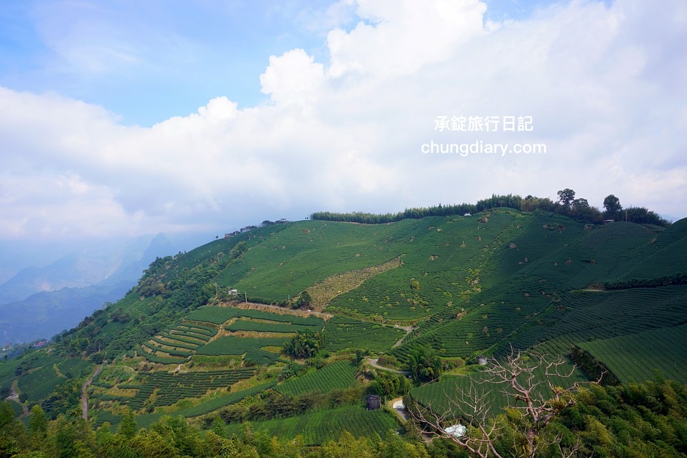 全台最美茶園！嘉義梅山私房景點【太和寈芳茶廠】隱藏版茶園秘境【大風埕觀日峰】一望無際綠油油的茶園風光。