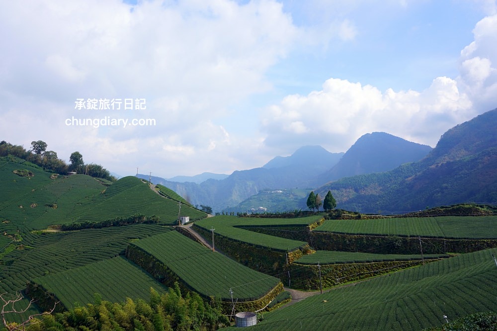 全台最美茶園！嘉義梅山私房景點【太和寈芳茶廠】隱藏版茶園秘境【大風埕觀日峰】一望無際綠油油的茶園風光。