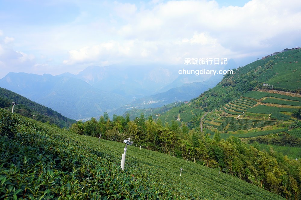 全台最美茶園！嘉義梅山私房景點【太和寈芳茶廠】隱藏版茶園秘境【大風埕觀日峰】一望無際綠油油的茶園風光。