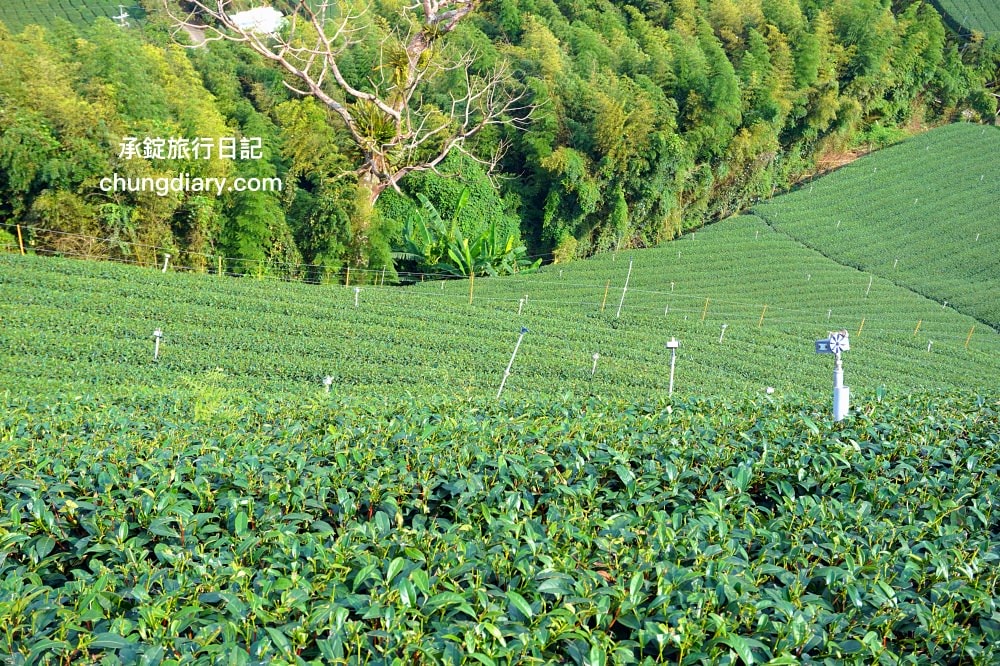 全台最美茶園！嘉義梅山私房景點【太和寈芳茶廠】隱藏版茶園秘境【大風埕觀日峰】一望無際綠油油的茶園風光。