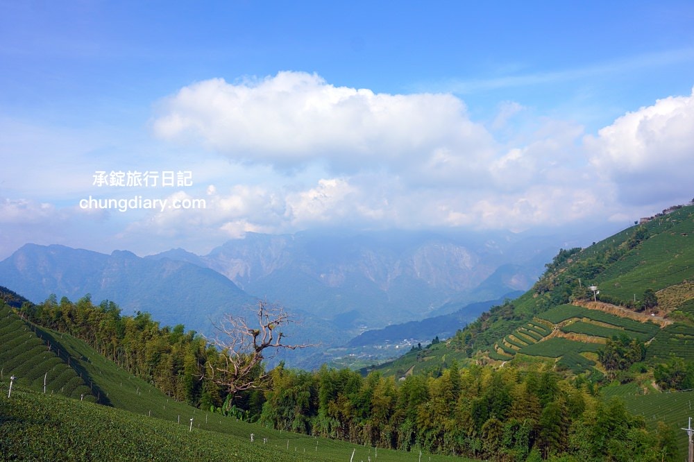 全台最美茶園！嘉義梅山私房景點【太和寈芳茶廠】隱藏版茶園秘境【大風埕觀日峰】一望無際綠油油的茶園風光。