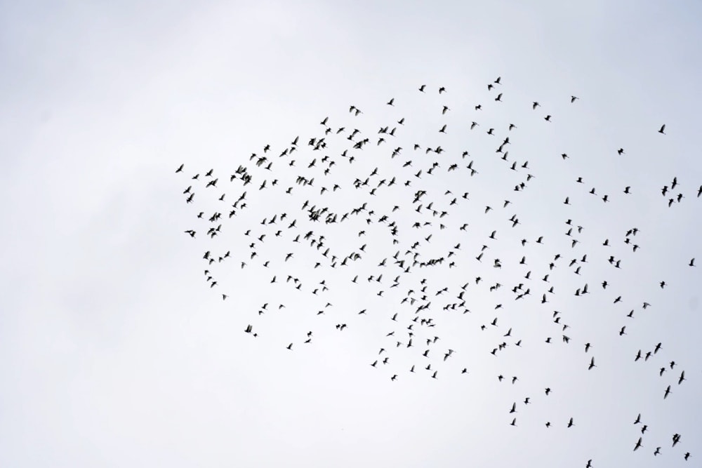 秋季限定！太興黃頭鷺季-萬鷺朝鳳，梅山鄉太興村的壯觀奇景，嘉義阿里山景點推薦！