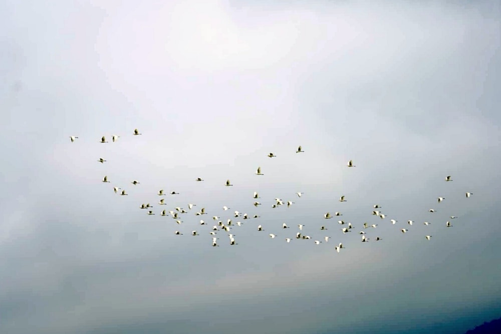 秋季限定！太興黃頭鷺季-萬鷺朝鳳，梅山鄉太興村的壯觀奇景，嘉義阿里山景點推薦！