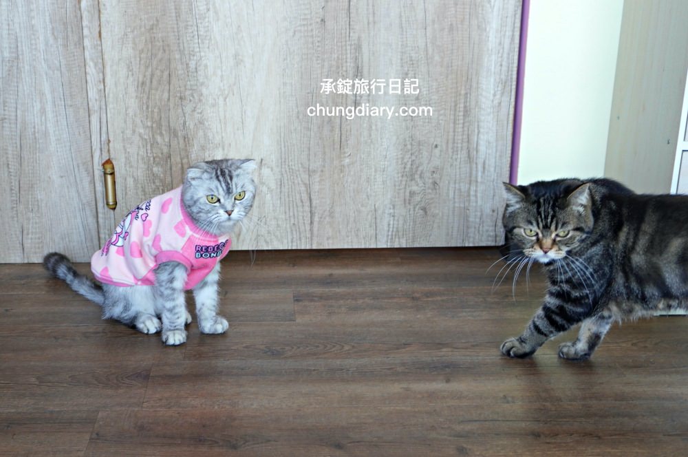 屏東火車站附近【菘足體養生館】高CP值按摩店推薦！肩頸舒筋、腳底按摩、精油舒筋、全身指壓、拔罐刮痧、足體按摩、傳統整復推拿。