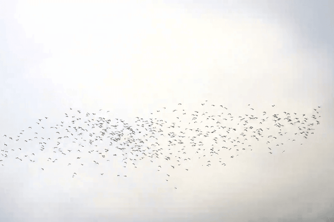 秋季限定！太興黃頭鷺季-萬鷺朝鳳，梅山鄉太興村的壯觀奇景，嘉義阿里山景點推薦！