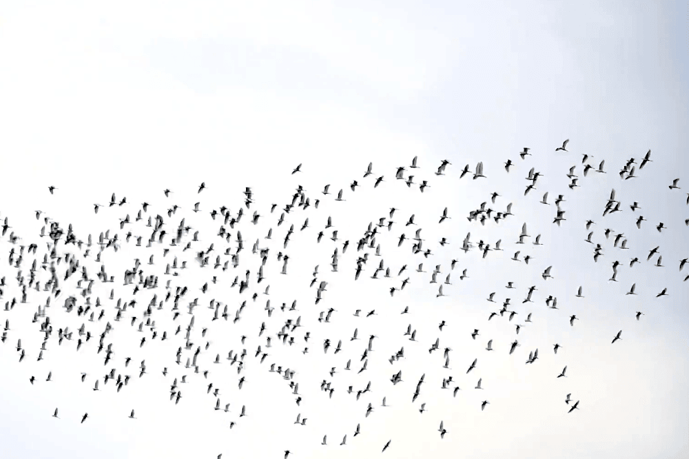 秋季限定！太興黃頭鷺季-萬鷺朝鳳，梅山鄉太興村的壯觀奇景，嘉義阿里山景點推薦！