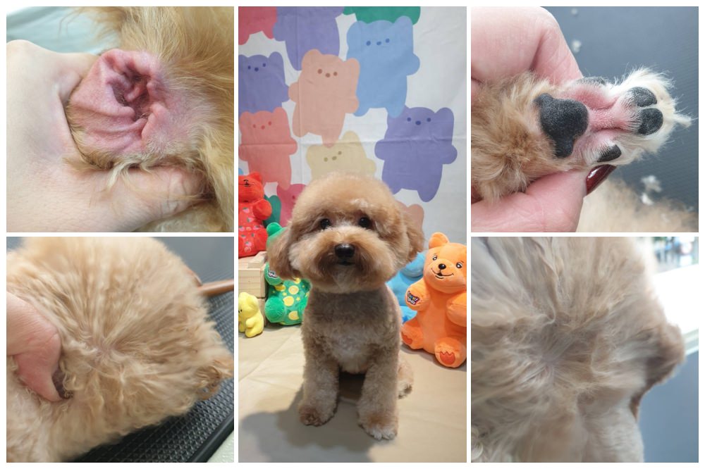 台中寵物美容住宿【沃夫寵物生活館】狗狗游泳體驗，獨享超大的露天透明泳池庭院！24小時攝影機、保母陪伴，台中狗狗貓咪住宿推薦。