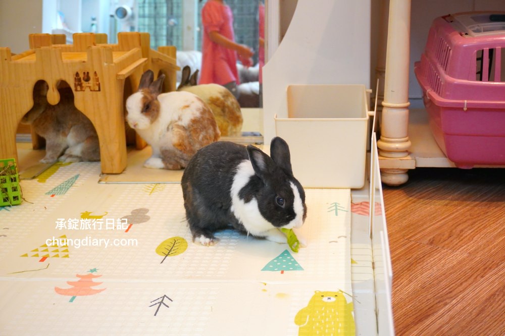 綠萼159地中海南法料理｜台中浪漫約會歐式餐廳，室內外大空間環境，華麗且舒適的用餐氛圍感！台中北屯兔子寵物友善餐廳，兔奴俱樂部聚會舉辦場所。