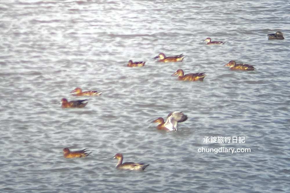 茄萣濕地公園|高雄生態旅遊賞鳥景點,黑面琵鷺、寒鴉、白鷺鷥、候鳥過冬據點。 - 第22張圖 茄萣濕地公園|高雄生態旅遊賞鳥景點,黑面琵鷺、寒鴉、白鷺鷥、候鳥過冬據點。