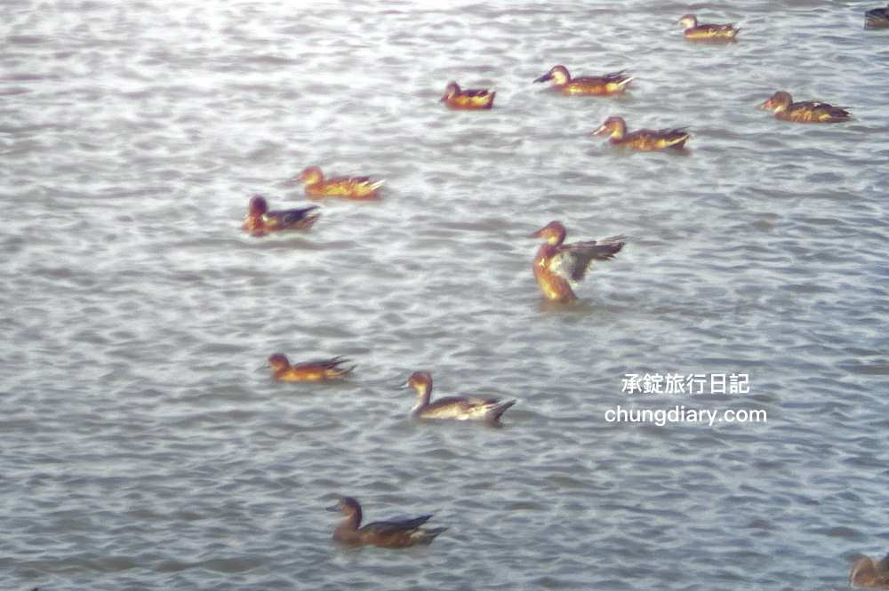 茄萣濕地公園|高雄生態旅遊賞鳥景點,黑面琵鷺、寒鴉、白鷺鷥、候鳥過冬據點。 - 第23張圖 茄萣濕地公園|高雄生態旅遊賞鳥景點,黑面琵鷺、寒鴉、白鷺鷥、候鳥過冬據點。