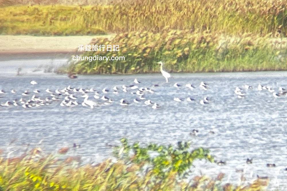 茄萣濕地公園|高雄生態旅遊賞鳥景點,黑面琵鷺、寒鴉、白鷺鷥、候鳥過冬據點。 - 第20張圖 茄萣濕地公園|高雄生態旅遊賞鳥景點,黑面琵鷺、寒鴉、白鷺鷥、候鳥過冬據點。
