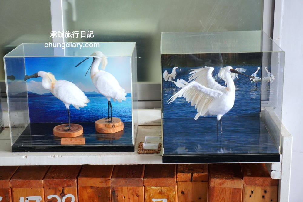 茄萣濕地公園|高雄生態旅遊賞鳥景點,黑面琵鷺、寒鴉、白鷺鷥、候鳥過冬據點。 - 第6張圖 茄萣濕地公園|高雄生態旅遊賞鳥景點,黑面琵鷺、寒鴉、白鷺鷥、候鳥過冬據點。