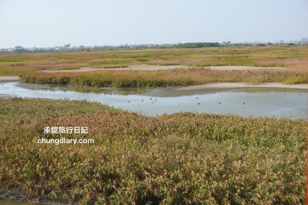 茄萣濕地公園|高雄生態旅遊賞鳥景點,黑面琵鷺、寒鴉、白鷺鷥、候鳥過冬據點。 - 第15張圖 茄萣濕地公園|高雄生態旅遊賞鳥景點,黑面琵鷺、寒鴉、白鷺鷥、候鳥過冬據點。