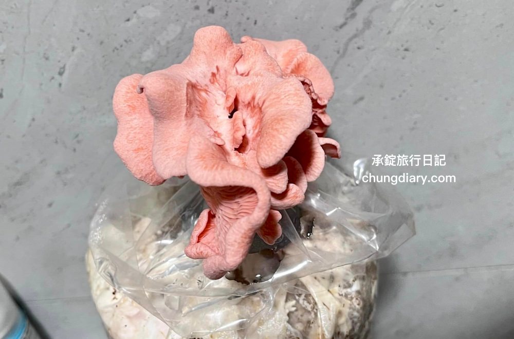 豐年靈芝菇類生態農場|南投埔里休閒農場,採菇體驗、手作菇菇披薩、彩繪菇菇存錢筒DIY、菇菇太空包伴手禮!親子旅遊景點、寵物友善農場推薦。 - 第66張圖 豐年靈芝菇類生態農場|南投埔里休閒農場,採菇體驗、手作菇菇披薩、彩繪菇菇存錢筒DIY、菇菇太空包伴手禮!親子旅遊景點、寵物友善農場推薦。