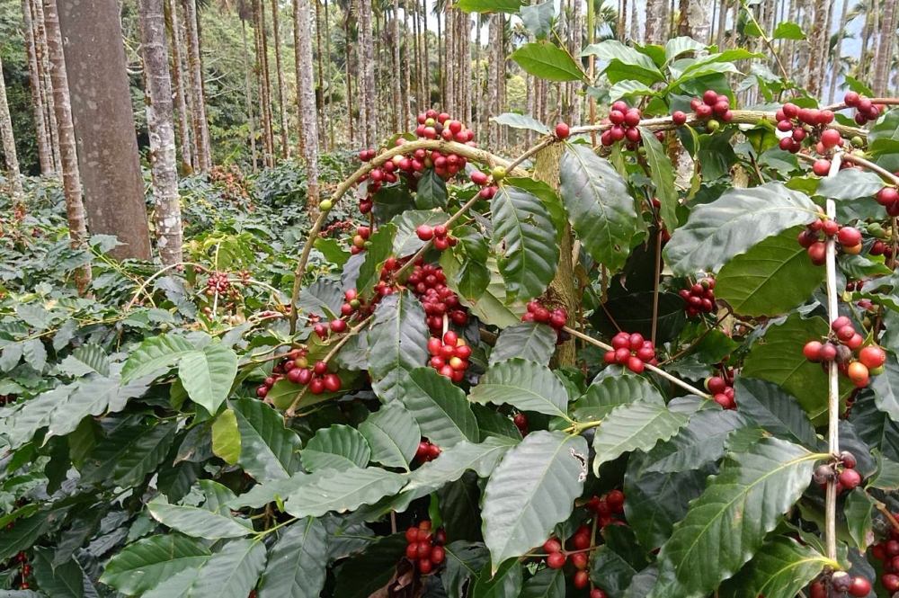 嘉義梅山太興景點｜阿里山二兩天一夜行程規劃，太興黃頭鷺季、翔億樓民宿(太興山莊)、太興飛瀑步道、鴻朋啡茶站、梨園寮車站。