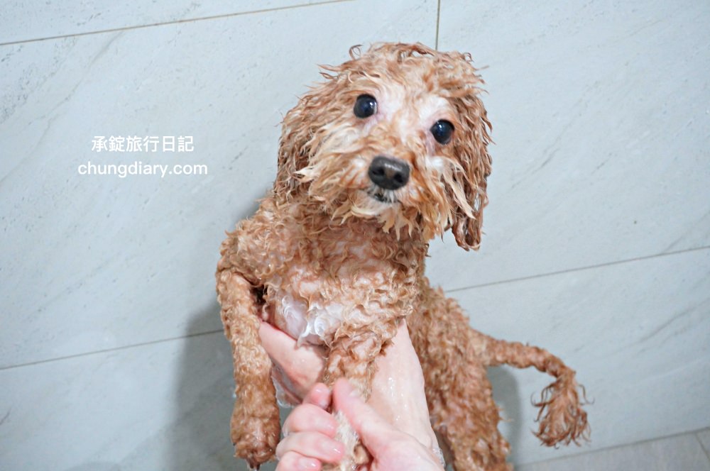 宏瑋寵物|汪汪零食、寵物潔牙指套、犬貓潔牙噴霧、犬用潔毛精、一次性寵物浴巾,全台唯一醫材專業寵物品牌。 - 第39張圖 宏瑋寵物|汪汪零食、寵物潔牙指套、犬貓潔牙噴霧、犬用潔毛精、一次性寵物浴巾,全台唯一醫材專業寵物品牌。