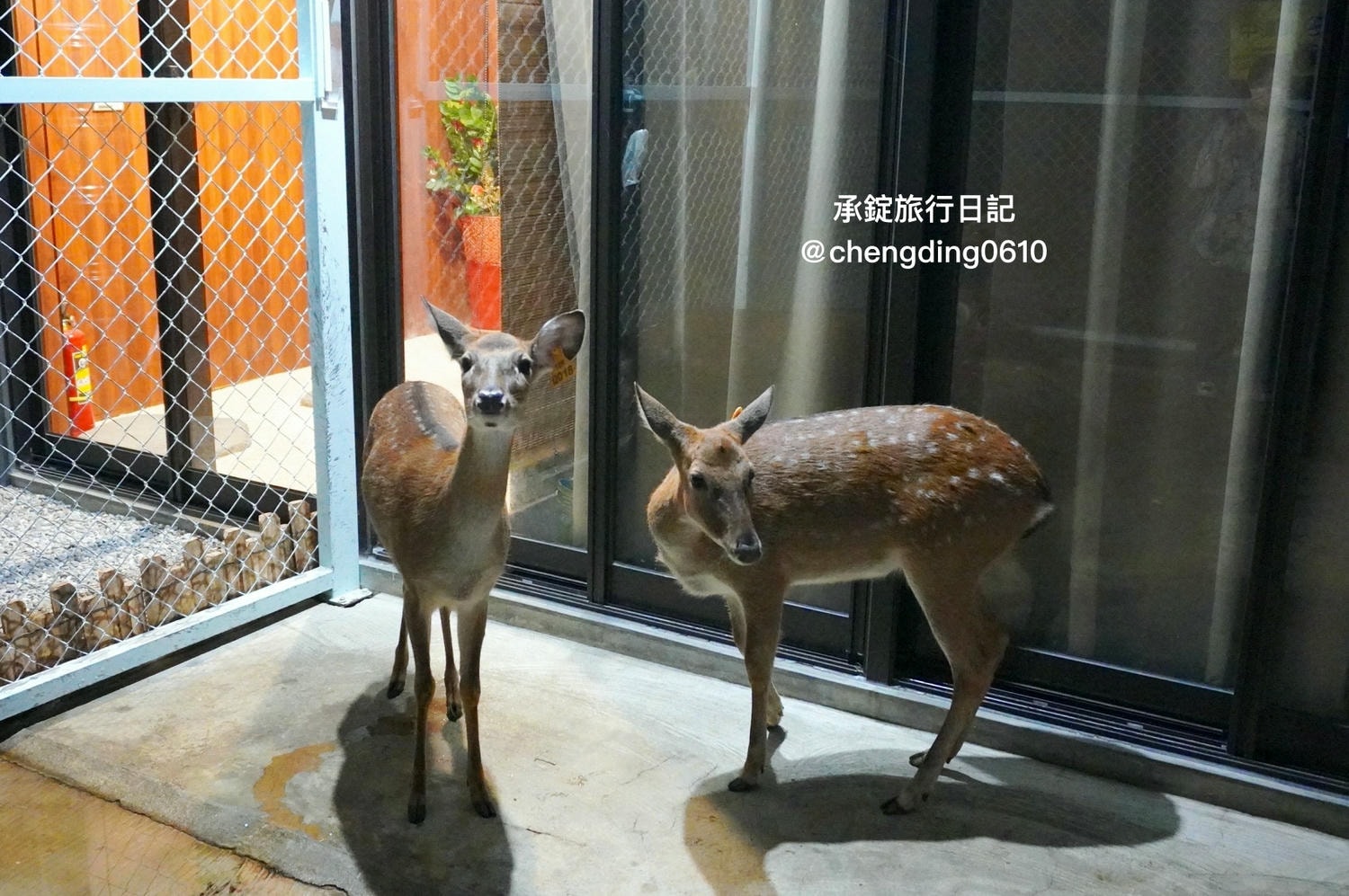 船艙せんしつ《無菜單料理》北屯區懷石料理｜日本米其林二星總料理長｜台中無菜單日料餐廳，還有兩隻可愛梅花鹿！