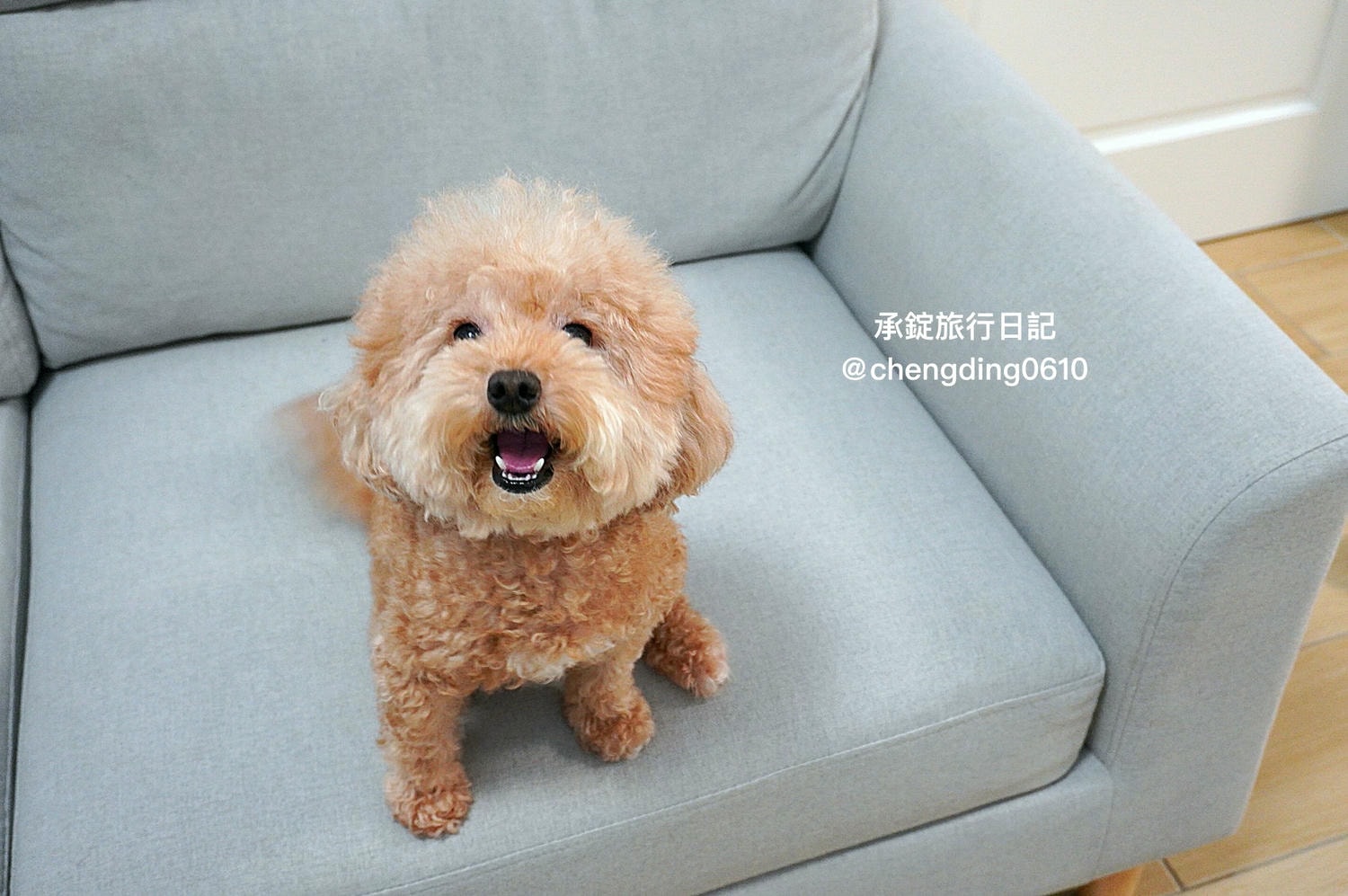 2025最新三款寵物葉黃素推薦開箱實測｜犬貓保健品該怎麼選？貓貓狗狗眼睛保健的重要性！