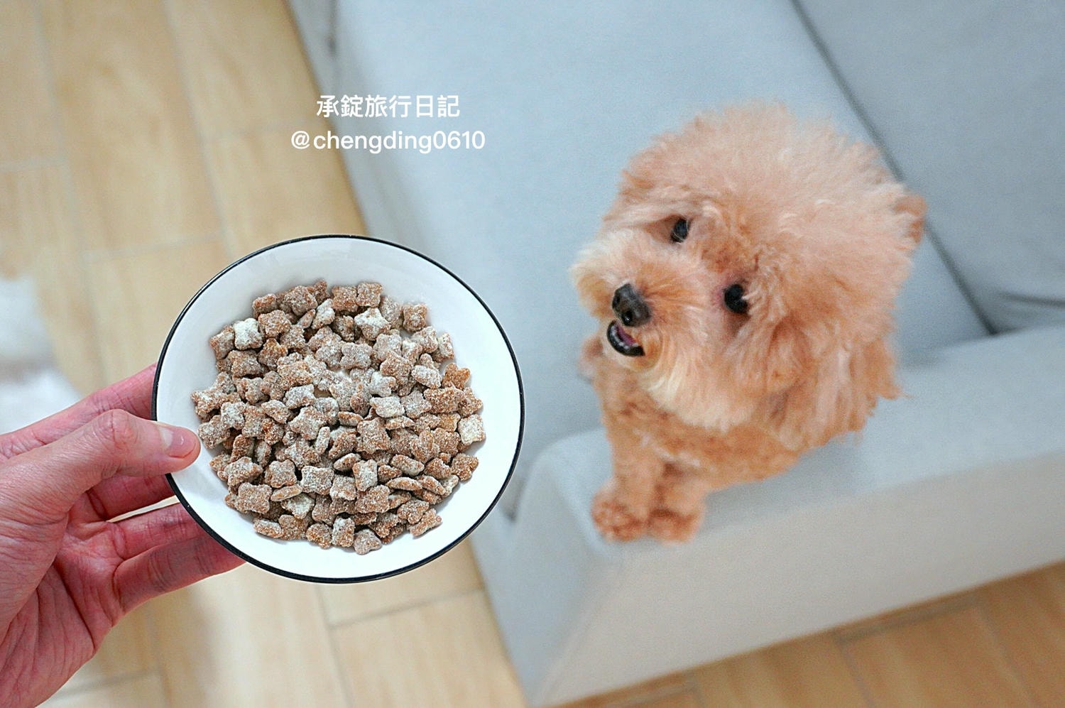 2025最新三款寵物葉黃素推薦開箱實測｜犬貓保健品該怎麼選？貓貓狗狗眼睛保健的重要性！