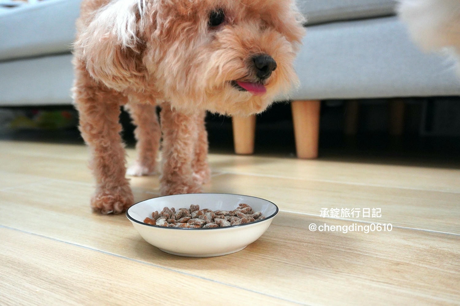 2025最新三款寵物葉黃素推薦開箱實測｜犬貓保健品該怎麼選？貓貓狗狗眼睛保健的重要性！