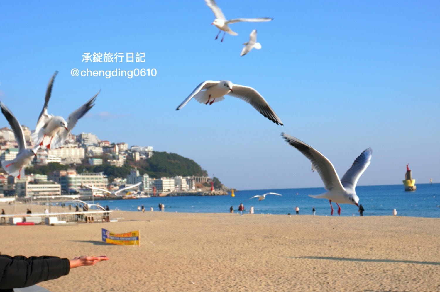 韓國冬天這樣玩！釜山海雲台海水浴場｜海鷗｜沙灘｜看著大海吃草莓