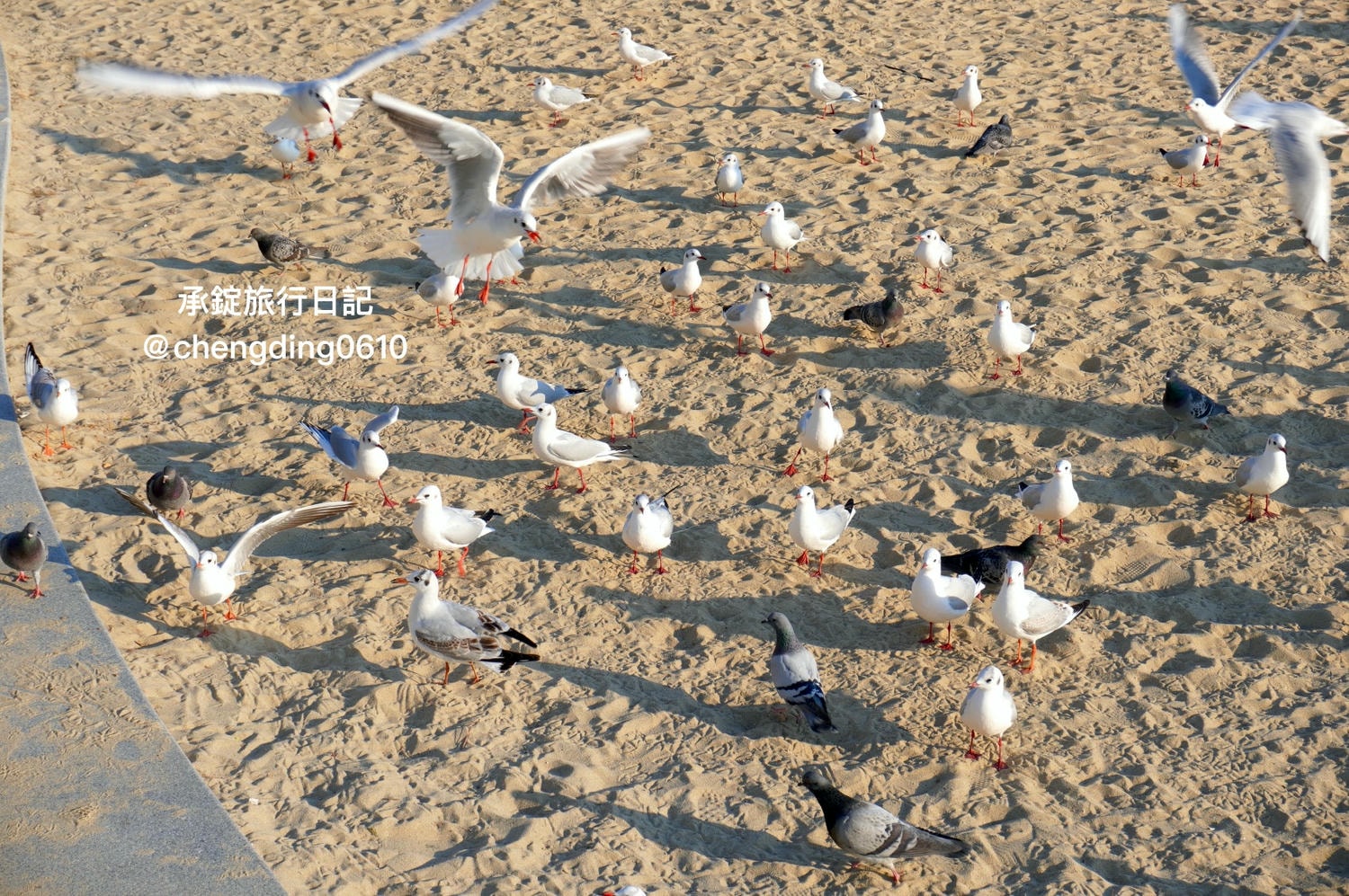 韓國冬天這樣玩！釜山海雲台海水浴場｜海鷗｜沙灘｜看著大海吃草莓