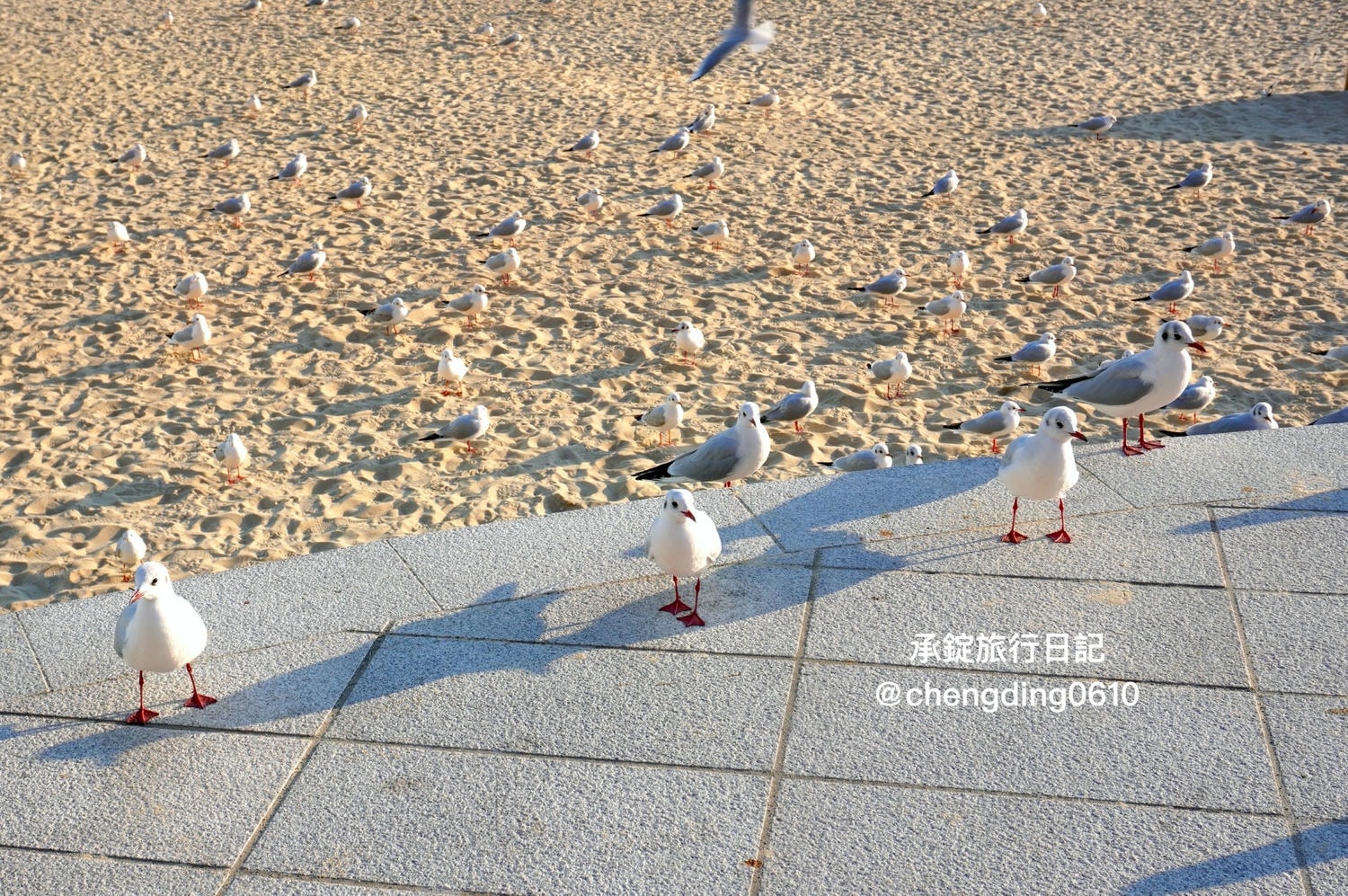韓國冬天這樣玩！釜山海雲台海水浴場｜海鷗｜沙灘｜看著大海吃草莓