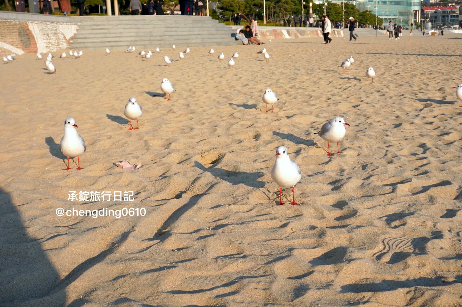 韓國冬天這樣玩！釜山海雲台海水浴場｜海鷗｜沙灘｜看著大海吃草莓