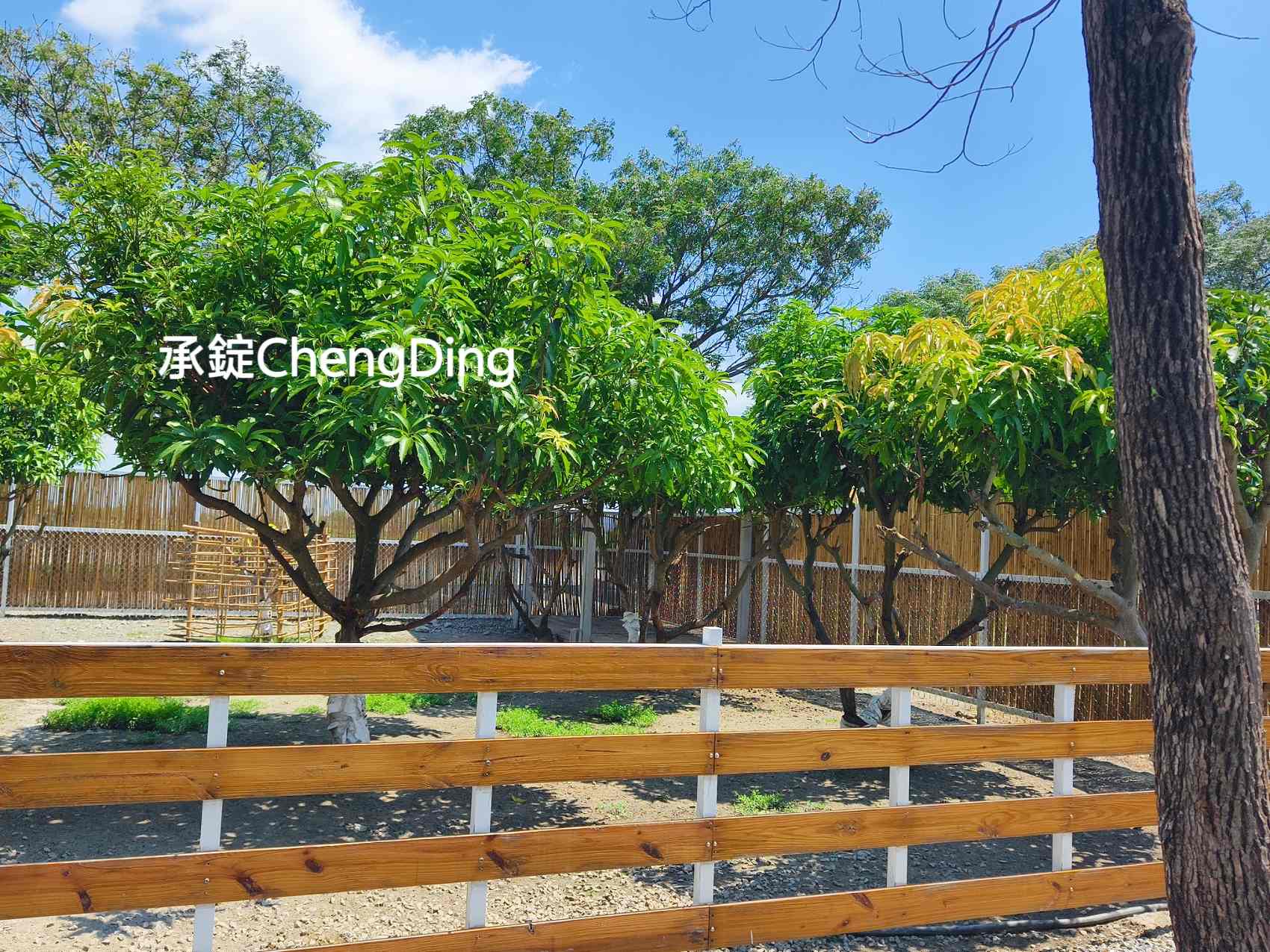 雲林虎尾美食【虎珍堂森之院】地瓜豆腐冰、60公分虎尾巴必吃！高鐵站/交流道3分鐘，網美拍照打卡、地瓜甜點伴手禮推薦！