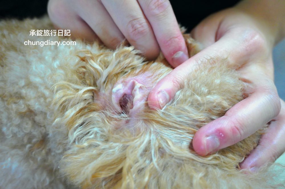 GoodMo 歸毛家族｜舒敏保濕洗毛乳+護膚噴液+精萃營養霜｜全齡犬貓適用！