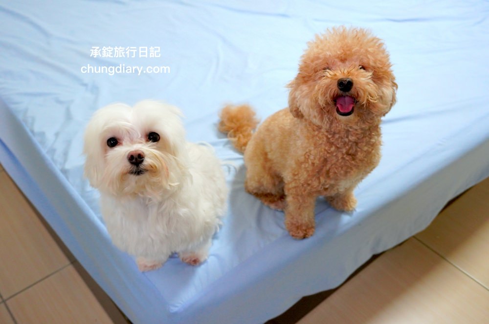 GoodMo 歸毛家族｜寵物肌膚救星｜舒敏保濕洗毛乳+護膚噴液+精萃營養霜，專業寵物肌膚護理，全齡犬貓適用！